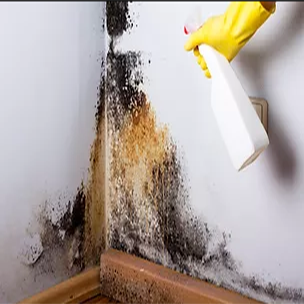 Best mold Removal Contractor near me